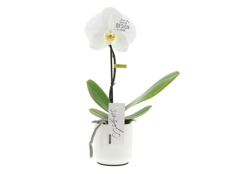 Orchidee in giftbox