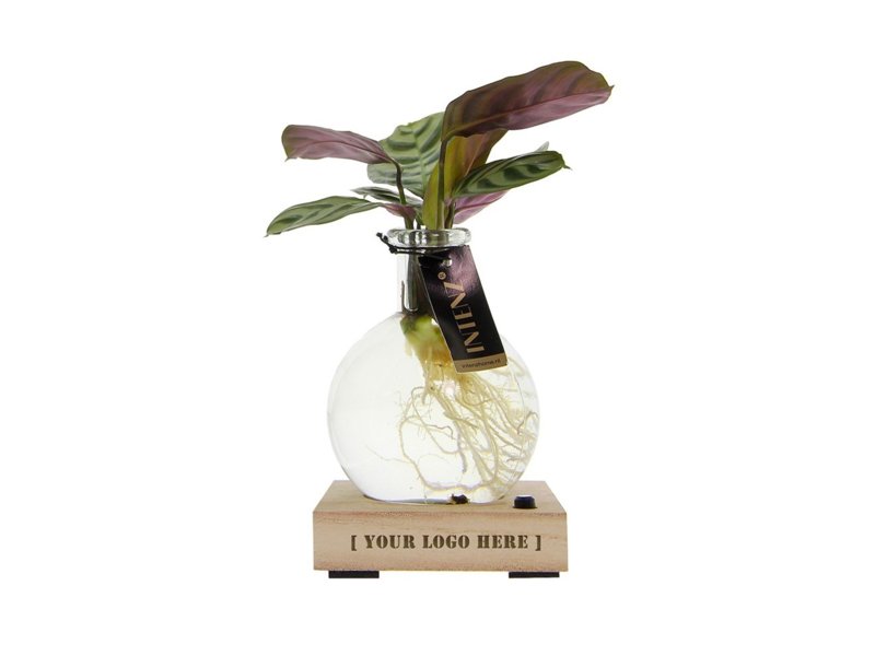 Hydroponie lichtplantje in giftbox