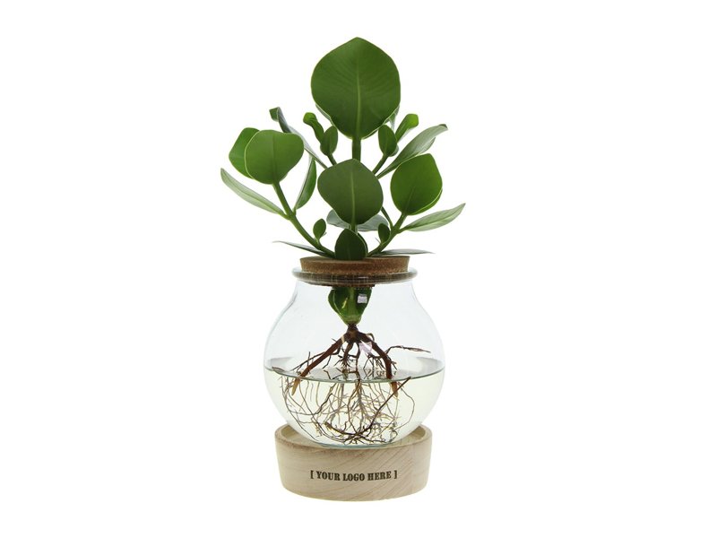 Hydroponie plant in bolglas met ledlicht in giftbox