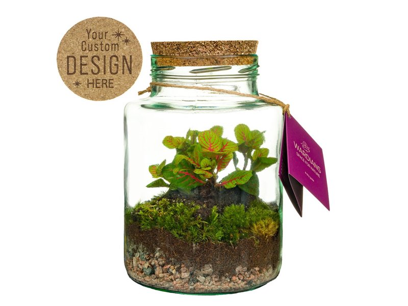 Planten terrarium fles - ecosysteem in giftbox