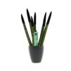 Sansevieria Topline® - Velvet Touchz® small Sansevieria Topline® - Velvet Touchz® small