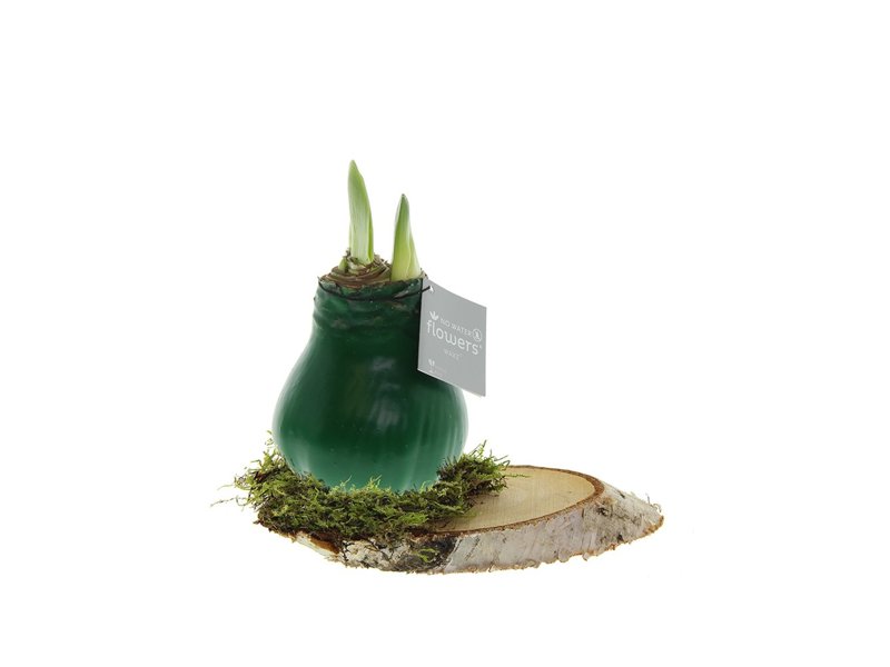 No Water Flowers® - Waxz® on wood No Water Flowers® - Waxz® on wood