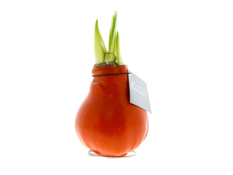 No Water Flowers® - Waxz® Colours No Water Flowers® - Waxz® Colours