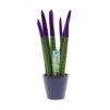 Sansevieria Topline® - Velvet Touchz® medium Sansevieria Topline® - Velvet Touchz® medium