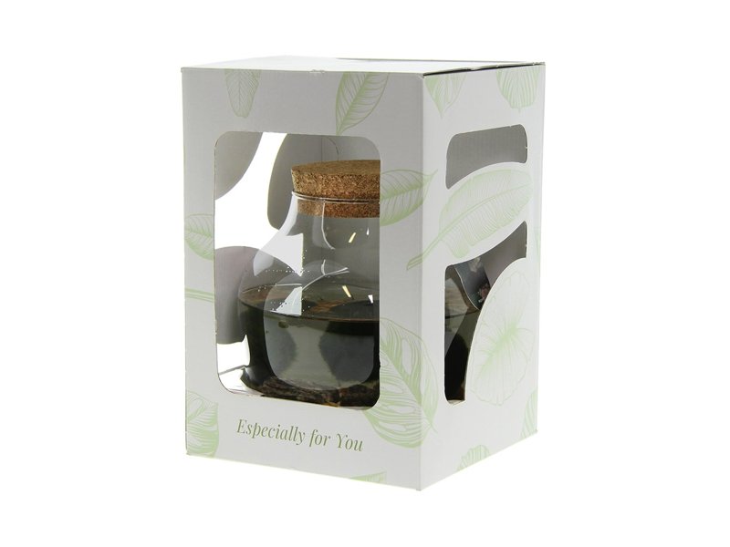 Marimo moss balls - bowl Marimo moss balls - bowl