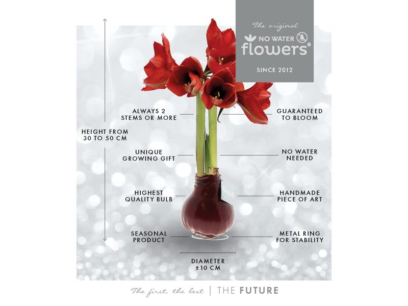 No Water Flowers® - Waxz® Colours No Water Flowers® - Waxz® Colours