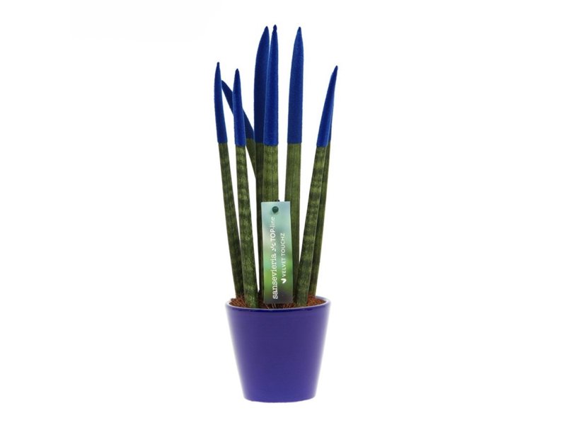 Sansevieria Topline® - Velvet Touchz® medium Sansevieria Topline® - Velvet Touchz® medium