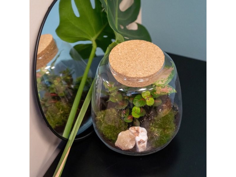 Wardians® ecosysteem - Sphere medium Wardians® ecosysteem - Sphere medium