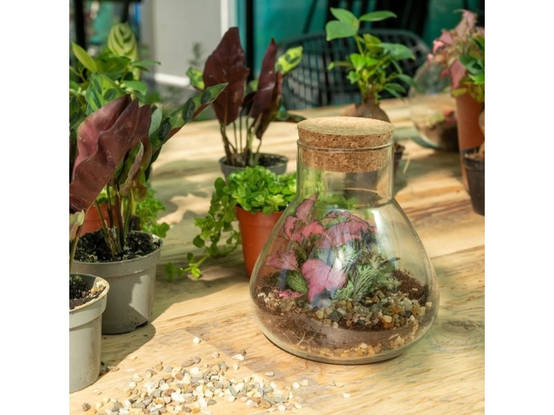 Wardians® ecosysteem - Erlenmeyer small