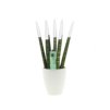 Sansevieria Topline® - Velvet Touchz® small Sansevieria Topline® - Velvet Touchz® small