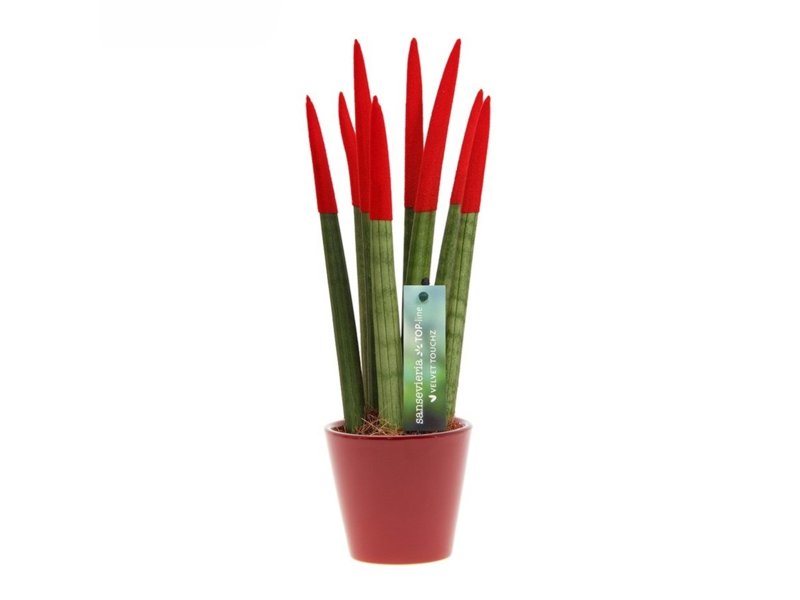 Sansevieria Topline® - Velvet Touchz® medium Sansevieria Topline® - Velvet Touchz® medium