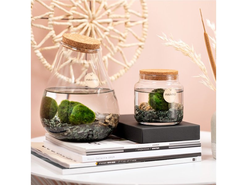 Marimo moss balls - bottle medium Marimo moss balls - bottle medium