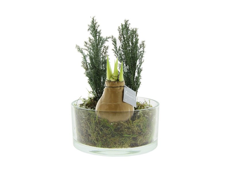 No Water Flowers® - Christmas glass elegance No Water Flowers® - Christmas glass elegance