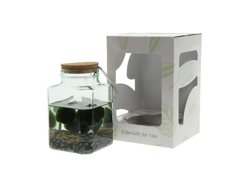 Marimo moss balls - octogoon