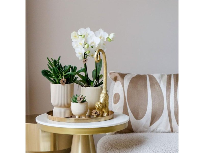 Botanical Giftset large - Travertine Charm Botanical Giftset large - Travertine Charm