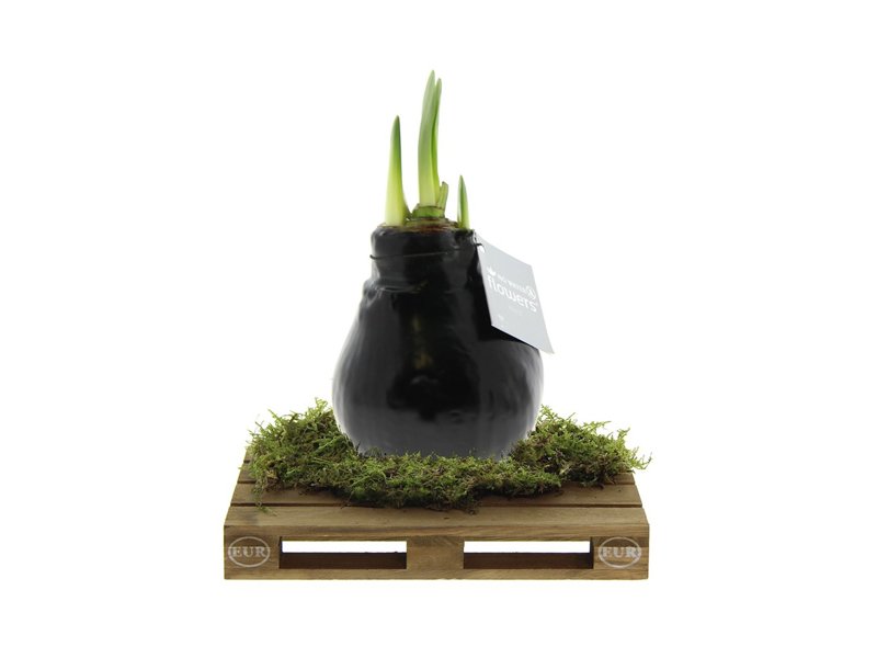 No Water Flowers® - Waxz® on pallet No Water Flowers® - Waxz® on pallet