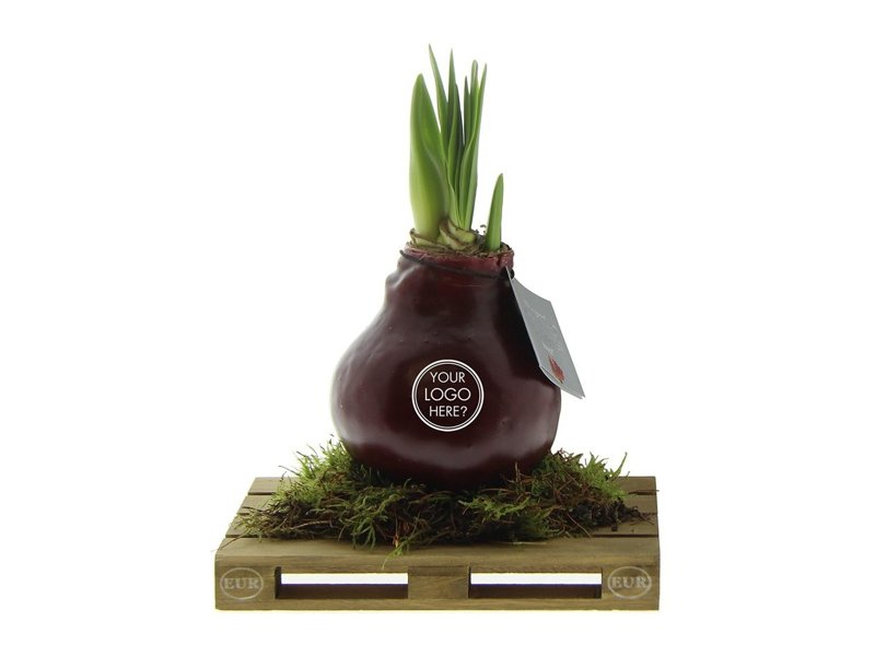 No Water Flowers® - Waxz® on pallet No Water Flowers® - Waxz® on pallet