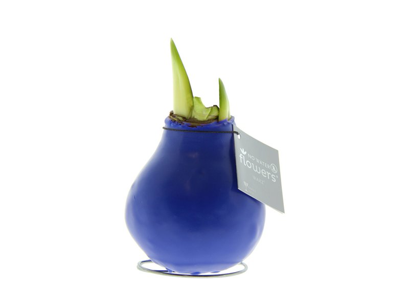 No Water Flowers® - Waxz® Colours No Water Flowers® - Waxz® Colours