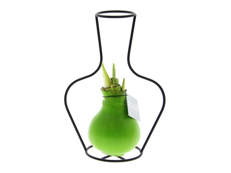 No Water Flowers® - Formz classic No Water Flowers® - Formz classic