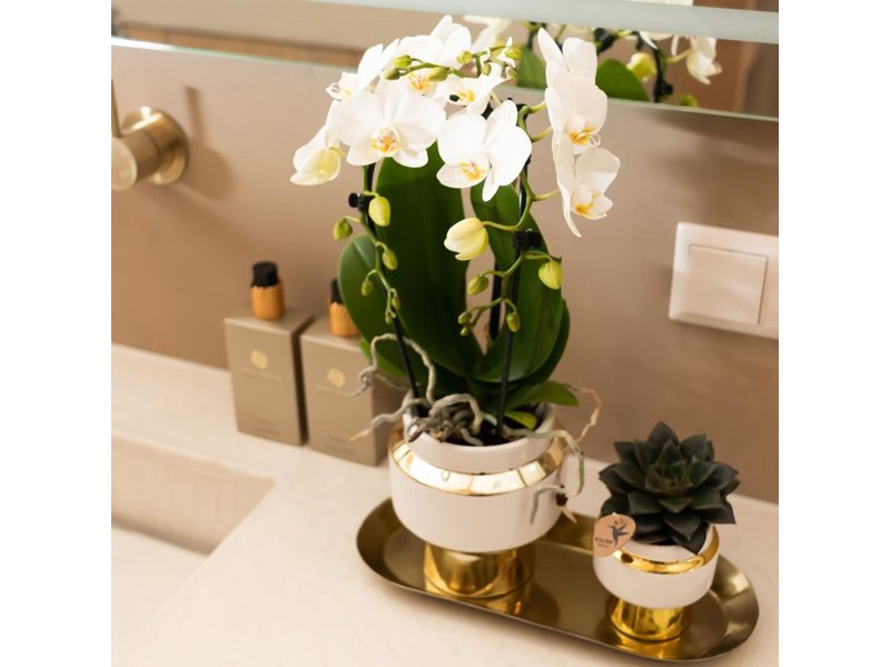 Botanical Giftset small - Luxury Gold Botanical Giftset small - Luxury Gold