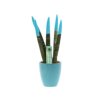 Sansevieria Topline® - Velvet Touchz® small Sansevieria Topline® - Velvet Touchz® small