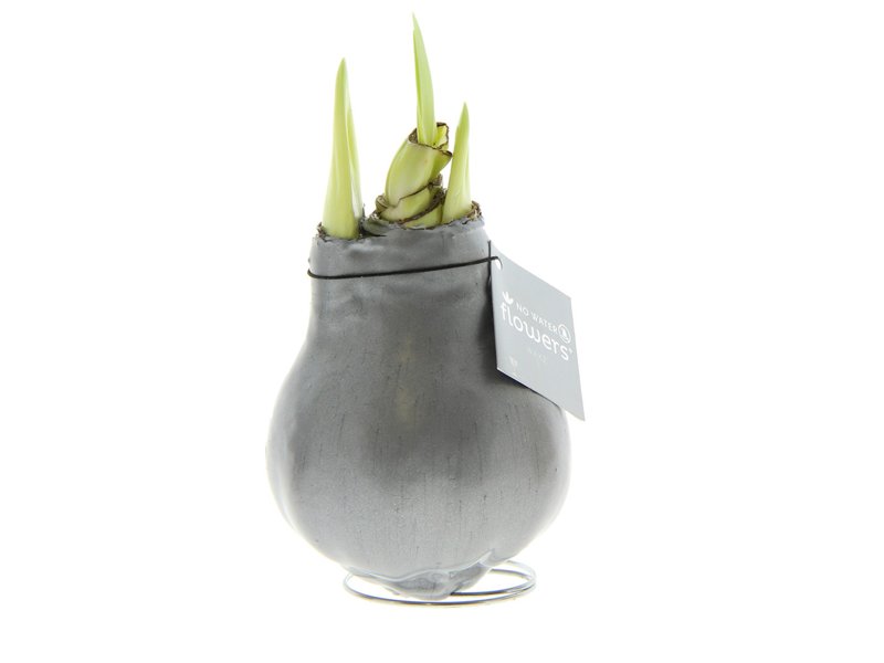 No Water Flowers® - Waxz® Colours No Water Flowers® - Waxz® Colours