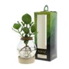 Hydroponie plant in bolglas met ledlicht in giftbox Hydroponie plant in bolglas met ledlicht in giftbox