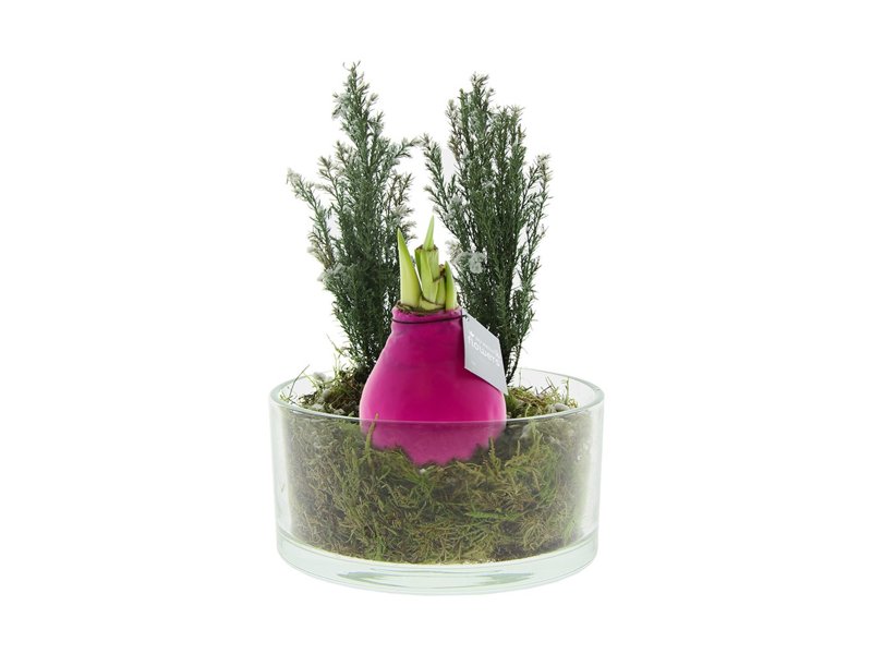 No Water Flowers® - Christmas glass elegance No Water Flowers® - Christmas glass elegance