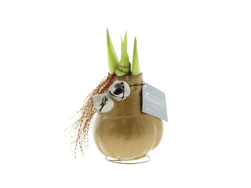 No Water Flowers® - Jingle Bellz No Water Flowers® - Jingle Bellz