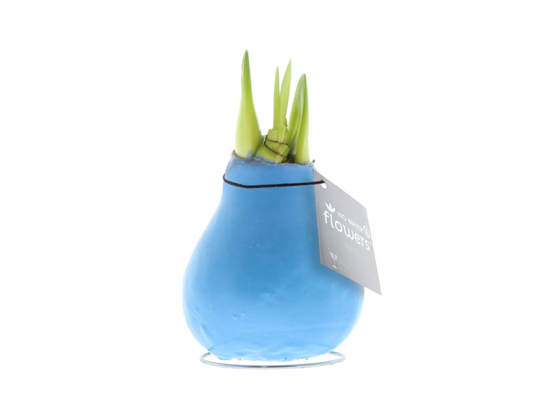 No Water Flowers® - Waxz® Colours No Water Flowers® - Waxz® Colours