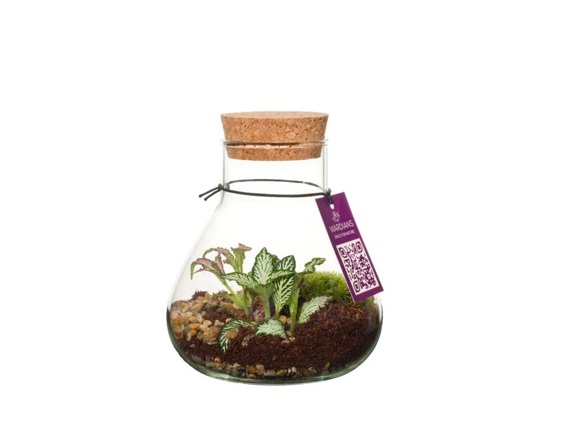 Wardians® ecosysteem - Erlenmeyer small