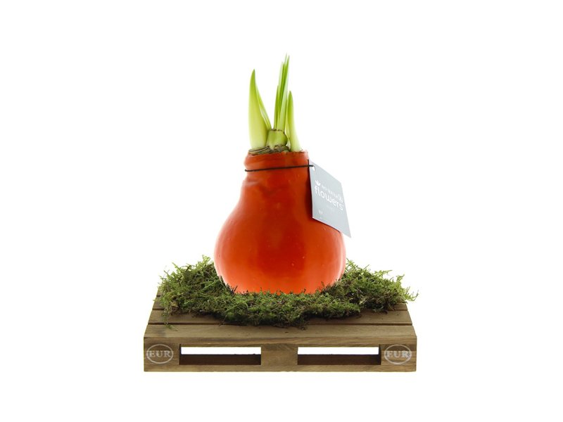 No Water Flowers® - Waxz® on pallet No Water Flowers® - Waxz® on pallet