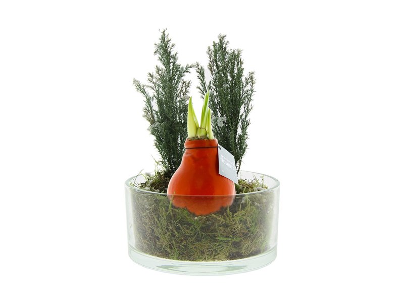 No Water Flowers® - Christmas glass elegance No Water Flowers® - Christmas glass elegance