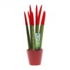 Sansevieria Topline® - Velvet Touchz® medium Sansevieria Topline® - Velvet Touchz® medium