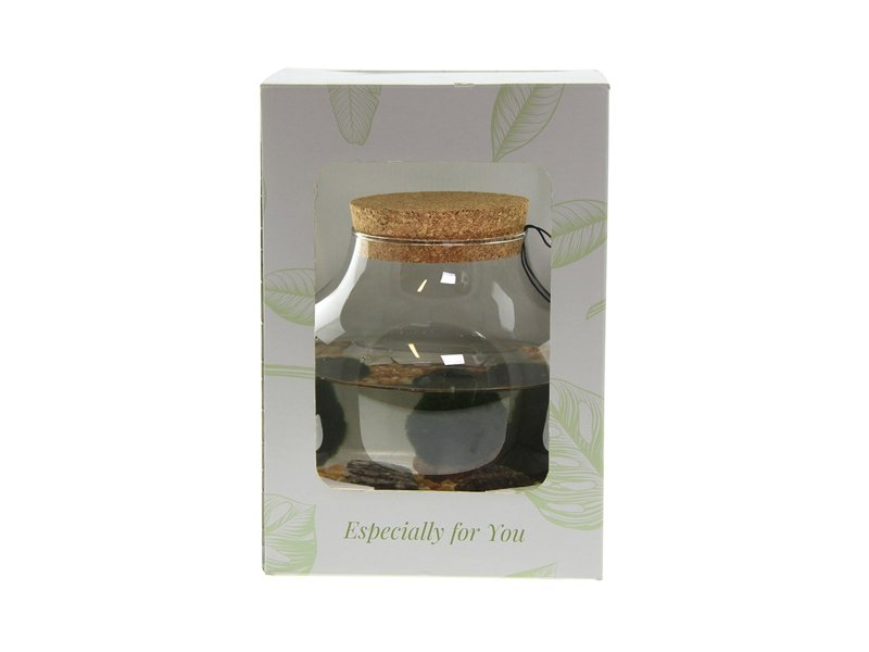 Marimo moss balls - bowl Marimo moss balls - bowl