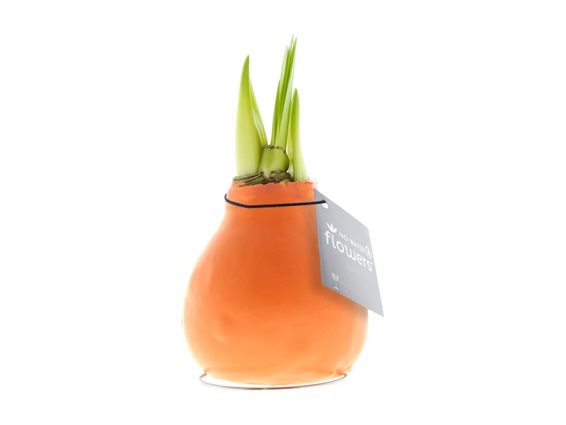 No Water Flowers® - Waxz® Colours No Water Flowers® - Waxz® Colours