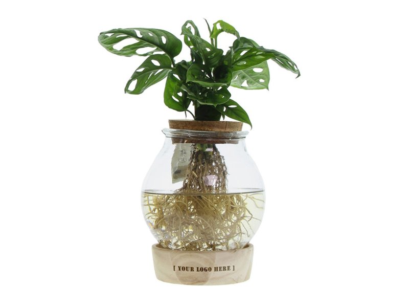 Hydroponie plant in bolglas met ledlicht in giftbox Hydroponie plant in bolglas met ledlicht in giftbox