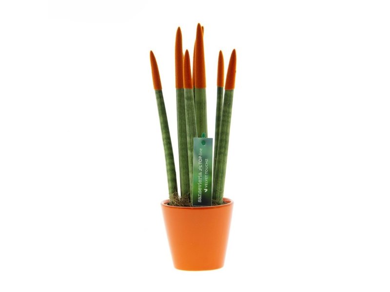 Sansevieria Topline® - Velvet Touchz® medium Sansevieria Topline® - Velvet Touchz® medium