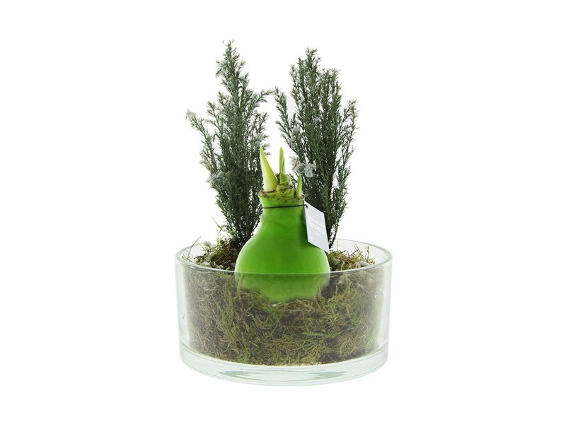 No Water Flowers® - Christmas glass elegance No Water Flowers® - Christmas glass elegance