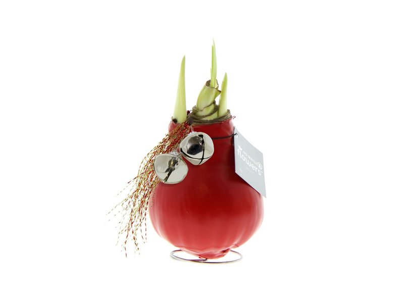 No Water Flowers® - Jingle Bellz No Water Flowers® - Jingle Bellz