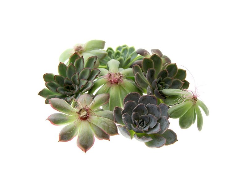 Tiny Treasurez® - Single wood in giftbox Tiny Treasurez® - Single wood in giftbox