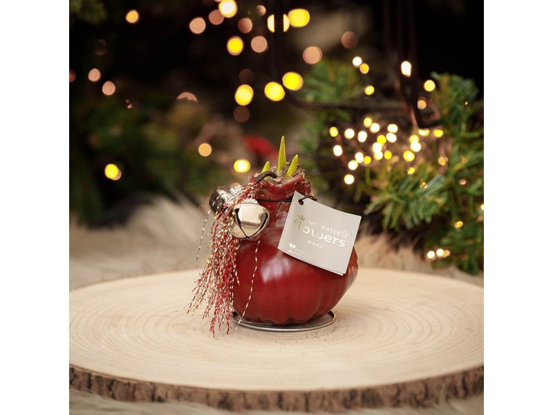 No Water Flowers® - Jingle Bellz No Water Flowers® - Jingle Bellz