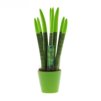 Sansevieria Topline® - Velvet Touchz® medium Sansevieria Topline® - Velvet Touchz® medium