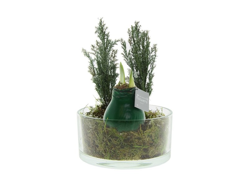 No Water Flowers® - Christmas glass elegance No Water Flowers® - Christmas glass elegance