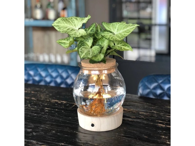 Hydroponie plant in bolglas met ledlicht in giftbox Hydroponie plant in bolglas met ledlicht in giftbox