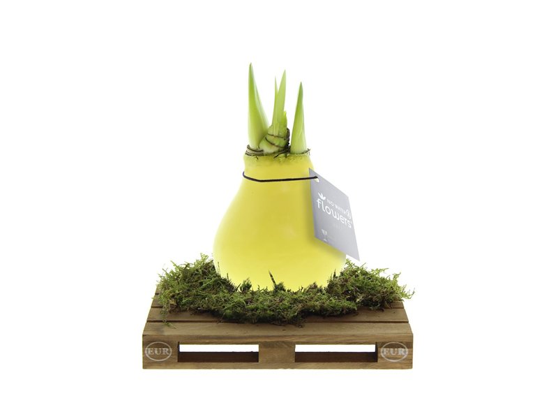 No Water Flowers® - Waxz® on pallet No Water Flowers® - Waxz® on pallet