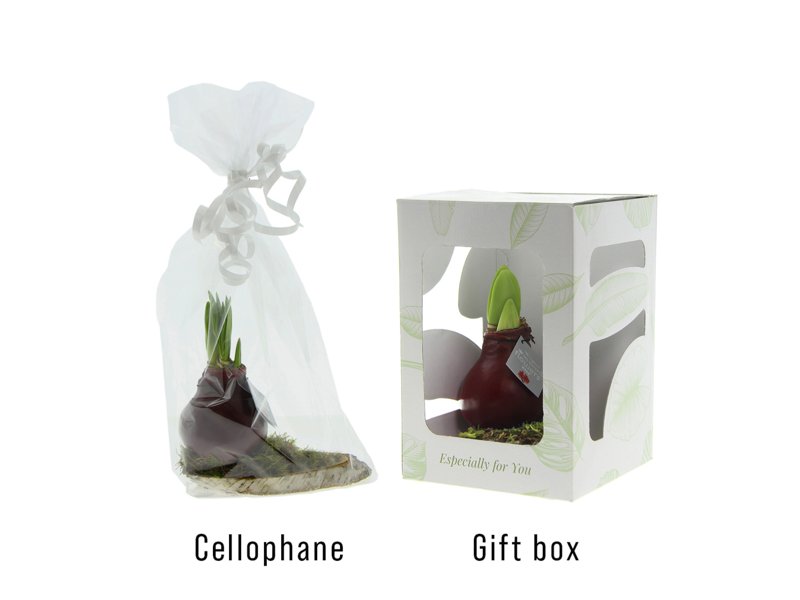 No Water Flowers® - Waxz® on wood No Water Flowers® - Waxz® on wood