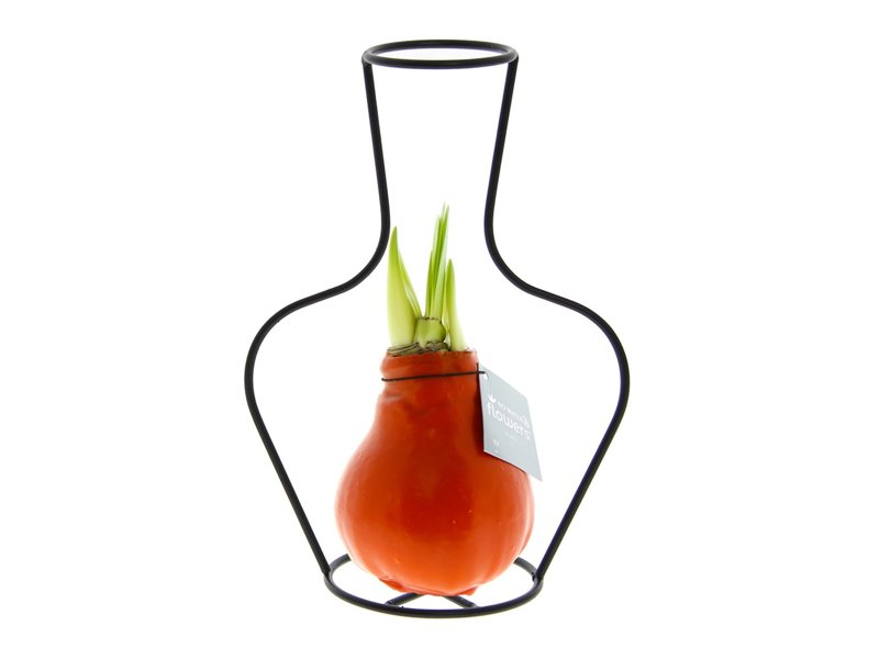 No Water Flowers® - Formz classic No Water Flowers® - Formz classic