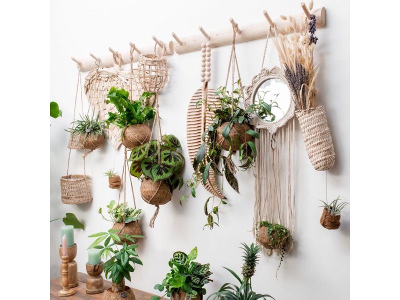 Kokodama® colourful mix (XS) Kokodama® colourful mix (XS)