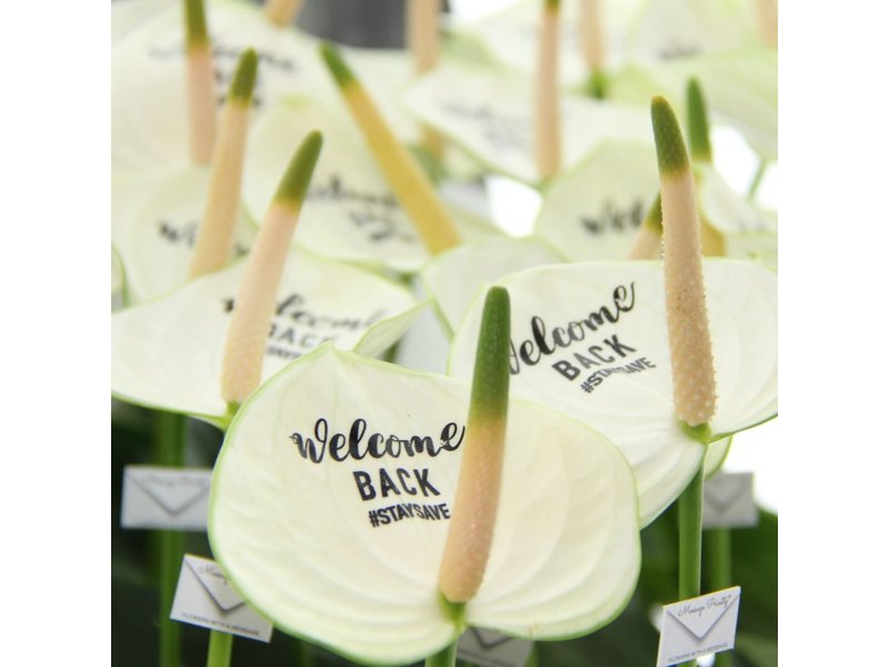 Message Printz® - Snijanthurium